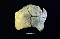 藏品(陶片)的圖片